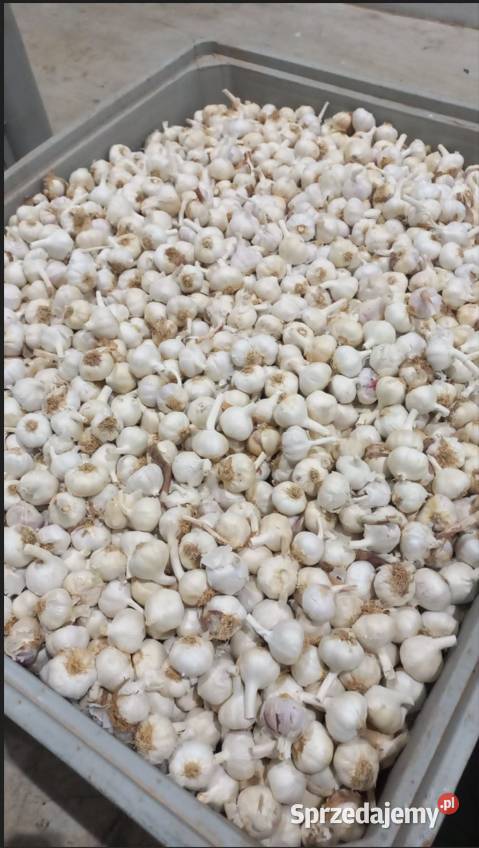 Importujemy czosnek z Hiszpanii w ilościach Wrocław