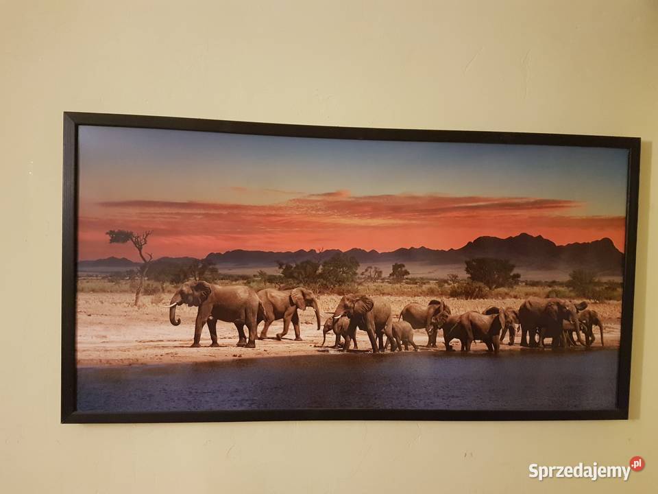 Obraz Slonie sawanna zahód sloncawym 53x103 Antyki, Sztuka, Kolekcje