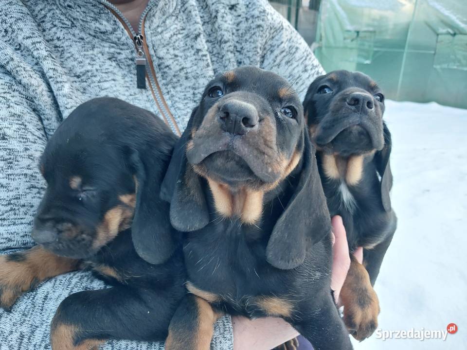 Szczeniaczki gończy polski Kościan