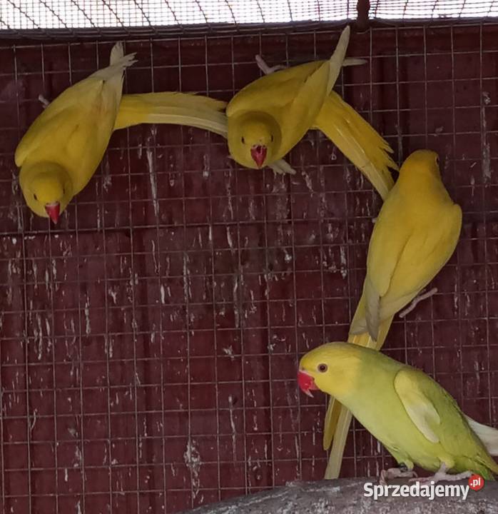 Aleksandretty obrożne z 2025 Tarnowiec