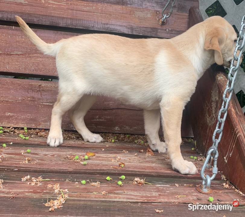 Labrador biszkoptowa suczka mazowieckie Stare Polesie