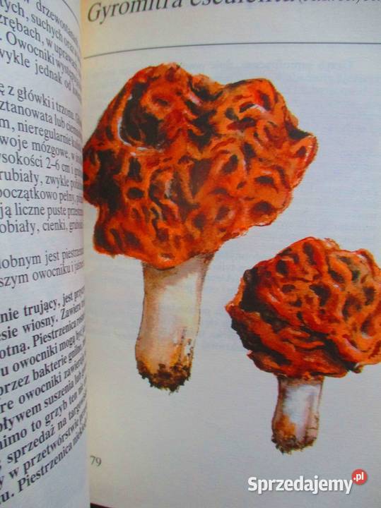 Grzyby leśne Grzywacz grzyby botanika las sprzedam