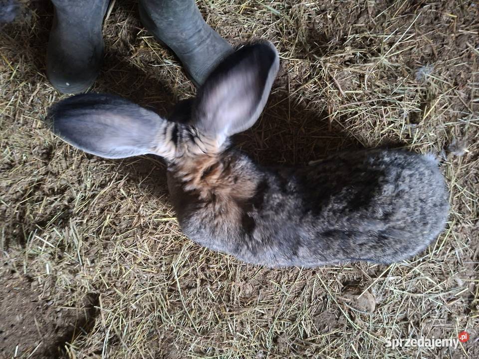 Samiec Belgijski BOS