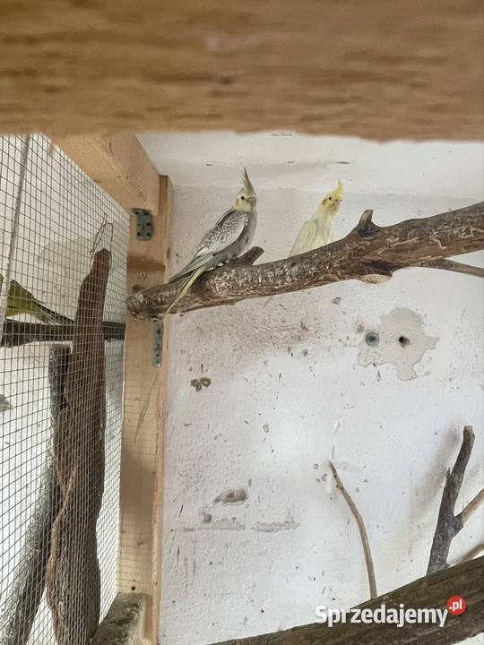 Nimfy 2025 Kluczbork