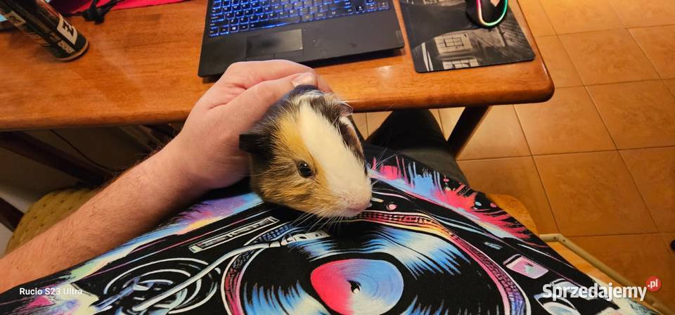 Sprzedam świnki morskie Piła