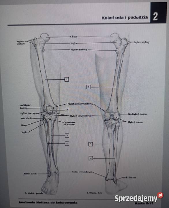 Kolorowanka Anatomia Nettera plik pdf Radom
