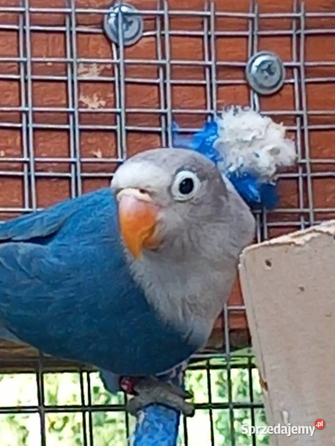 Papugi zmienią wolierę Pilawa