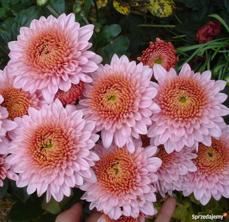 CHRYZANTEMY OGRODOWE ZIMUJĄCE DĄBKI Jelenia Góra