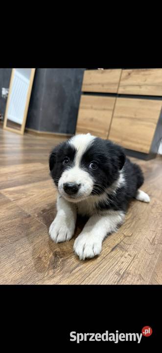 Szczeniaki border collie Niedźwiedź