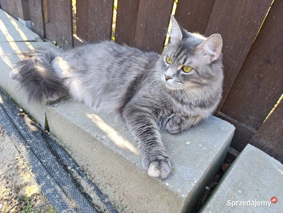 Kocurek Maine Coon Maine Coon lubelskie sprzedam