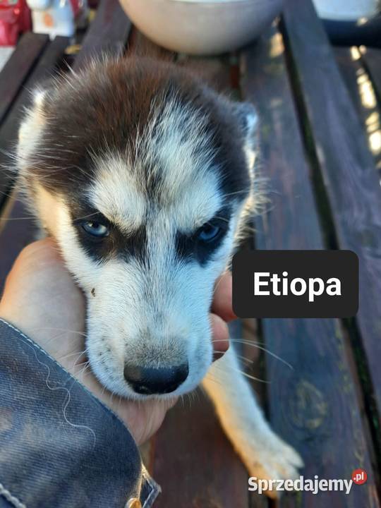 Syberiany husky