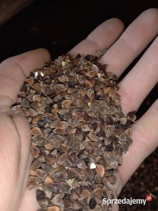 Gryka pokosówce 2025 Zboża Gościeradów Ukazowy sprzedam