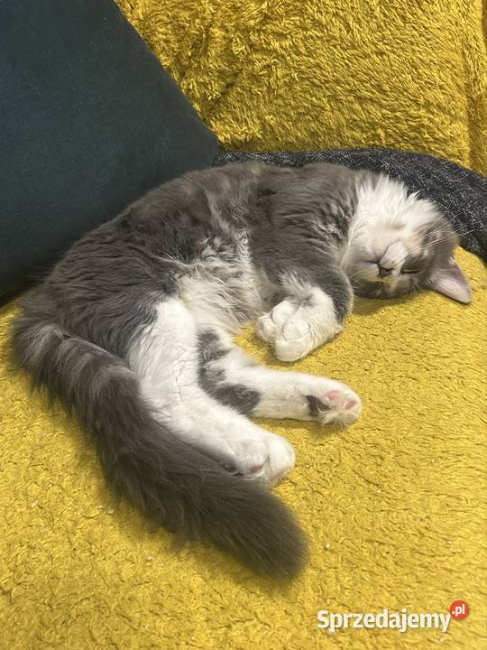 Kociaków Maine Coon Różne kolory Warszawa
