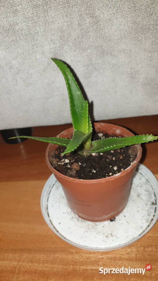 Aloes zielony roślina rosnąca mazowieckie