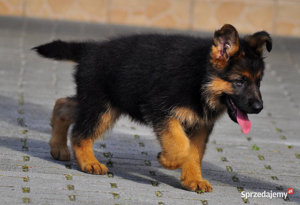 Owczarek niemiecki FCI sprzedam