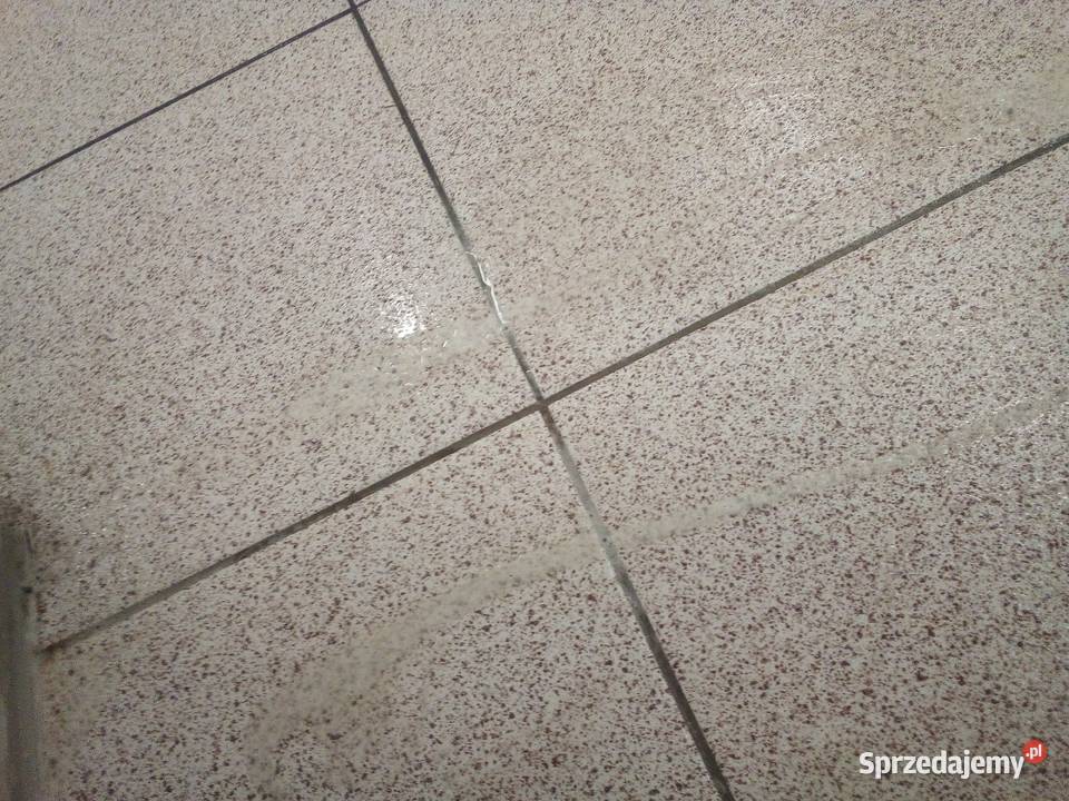 Sprzątanie Czyszczeni Pranie Dezynfekcja Łapy