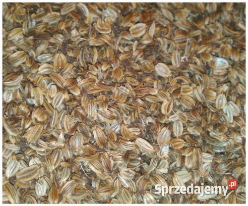 nasiona lubczyk 2024 Krasnystaw