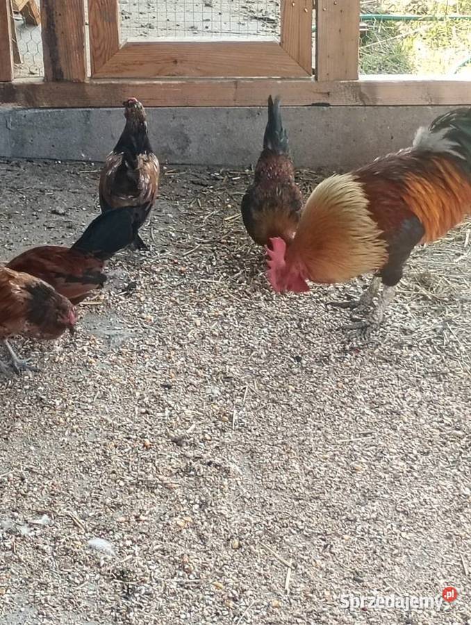 Kurki i kogutki łódzkie Wrzesiny