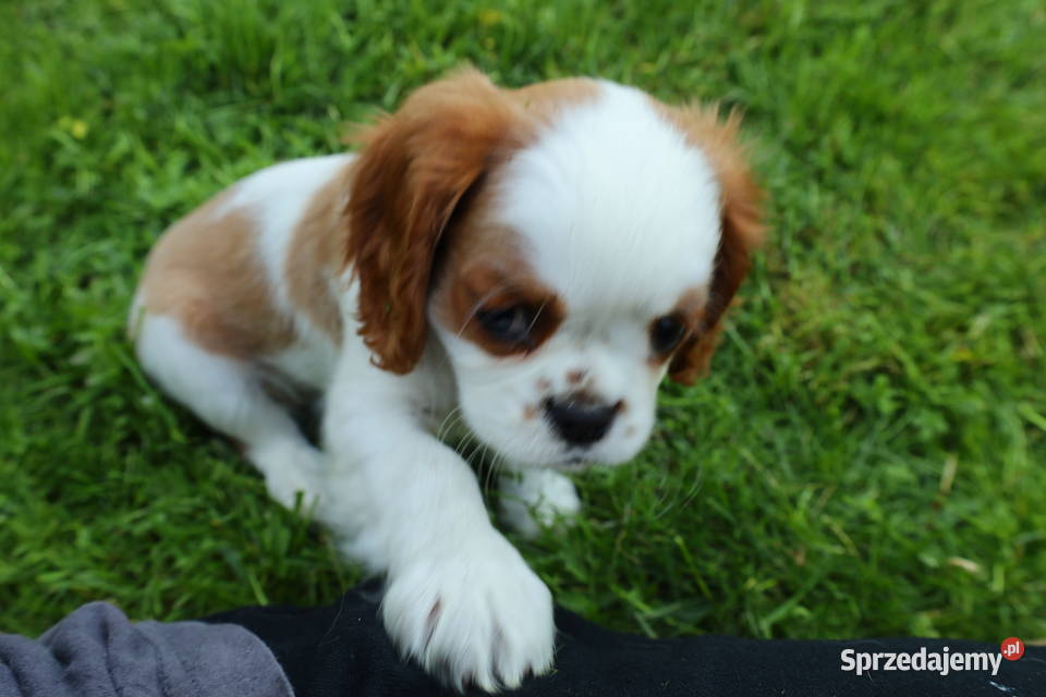 Cavalier King Charles Spaniel dziewczynka Szczucin sprzedam
