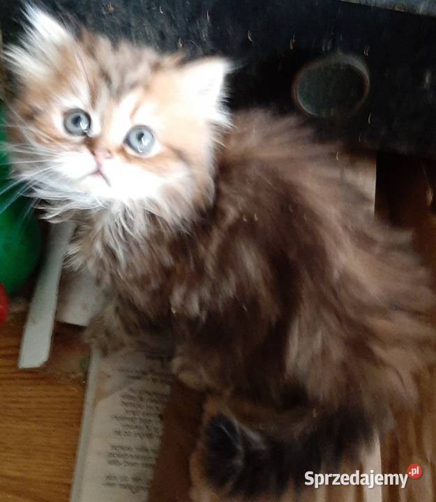 Kocięta perskie Katowice