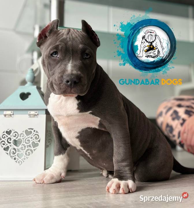 American Bully ABKC Gundabar Dogs suczka wielkopolskie Koło