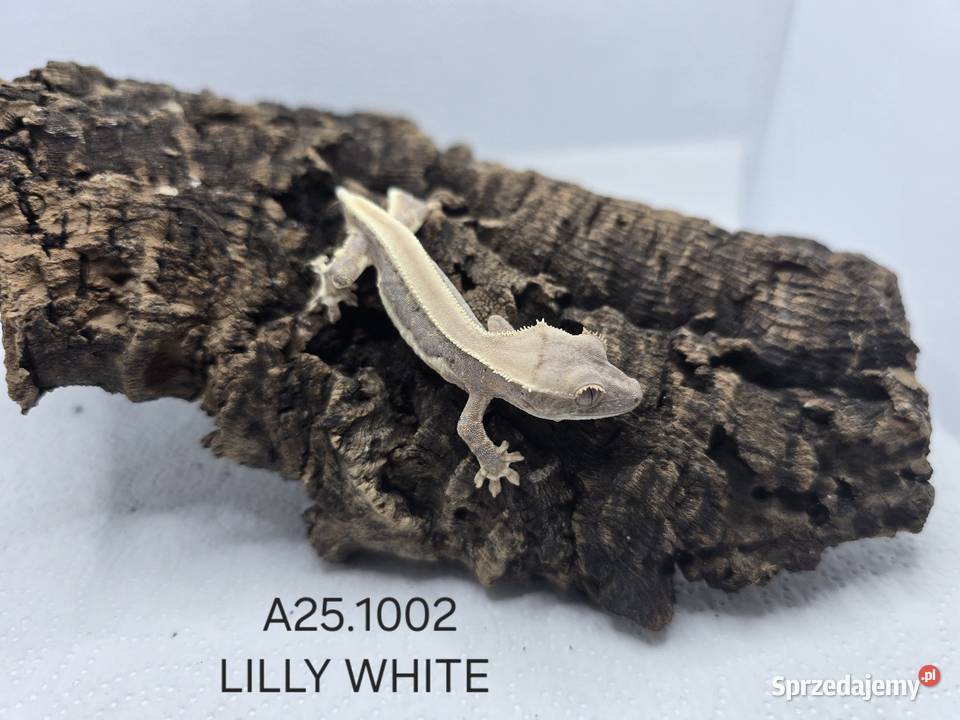 Gekony orzęsione śląskie Zawiercie