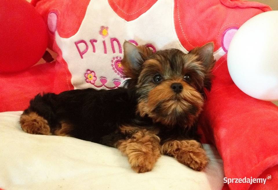 Śliczne szczenięta rodowodowe York dolnośląskie