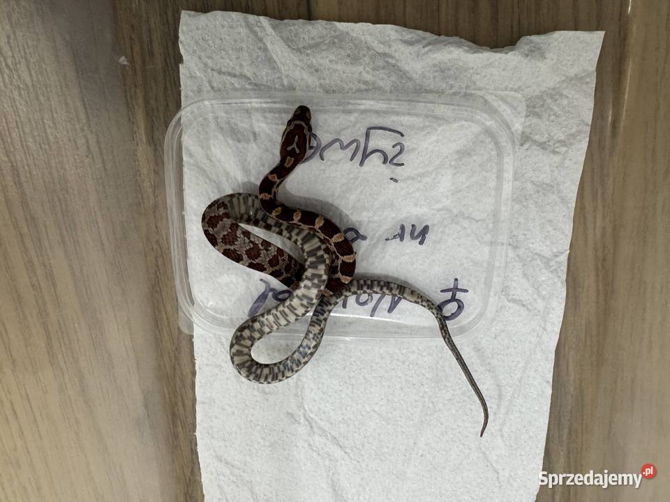 Wąż zbożowy i hybrydy heterodon młode ładne Bydgoszcz