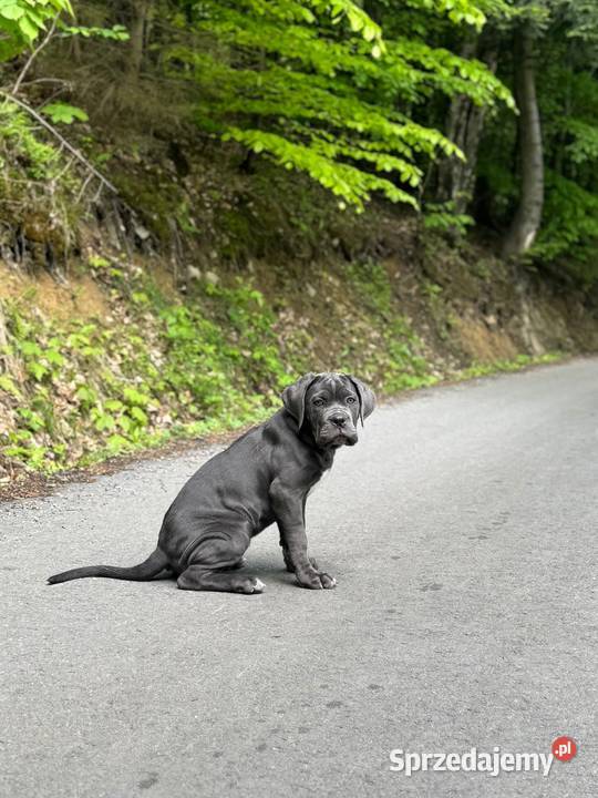 Piękna szara suczka Cane Corso ZKwPFCI Lublin