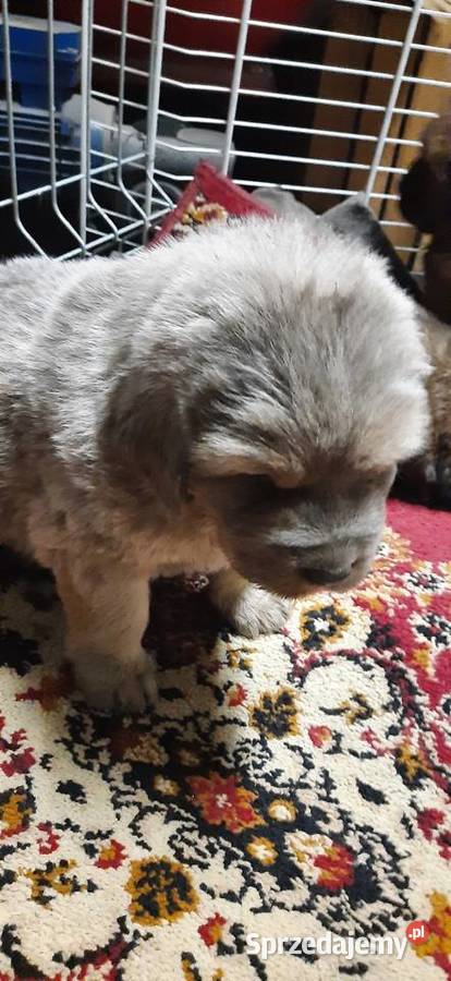 Mastif Tybetański błękitny szczeniak