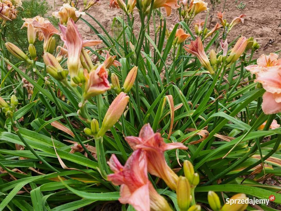 Liliowiec wiele Kolorów Lublin