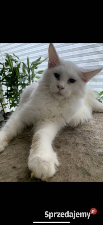 Biały kocurek xxl Maine coon mazowieckie