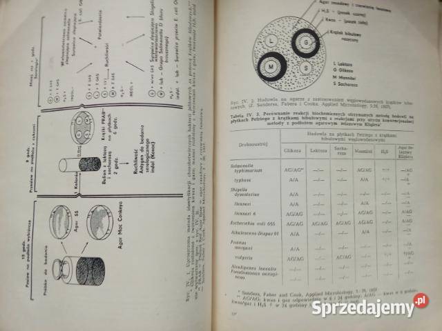 Choroby wewnętrzne SemerauSiemianowski t12 1959