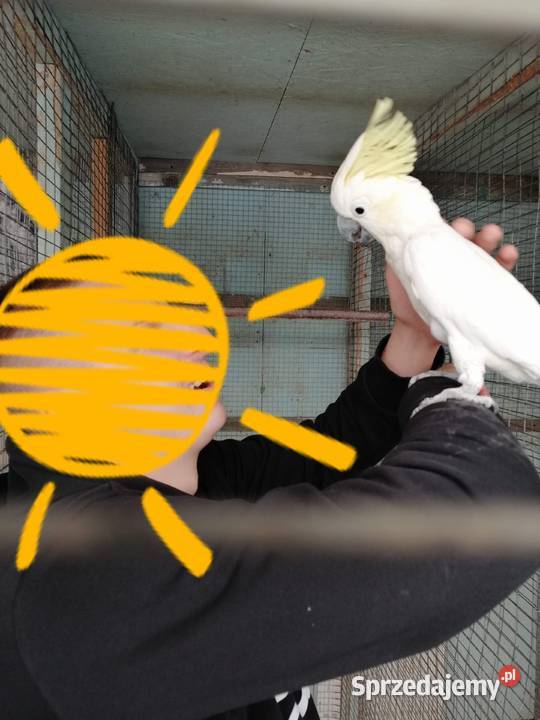 Kakadu żółtolica samiec oswojony Ryki