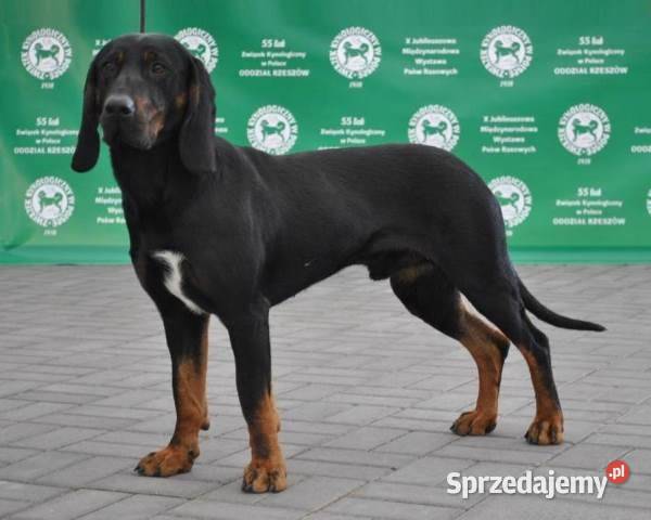 Gończe Polskie reproduktory polujące Posada Jaćmierska