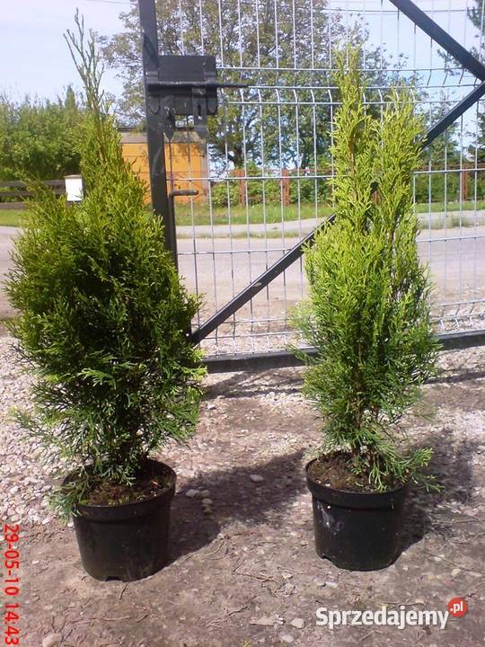 Tuja szmaragd w donicy 2l 6080