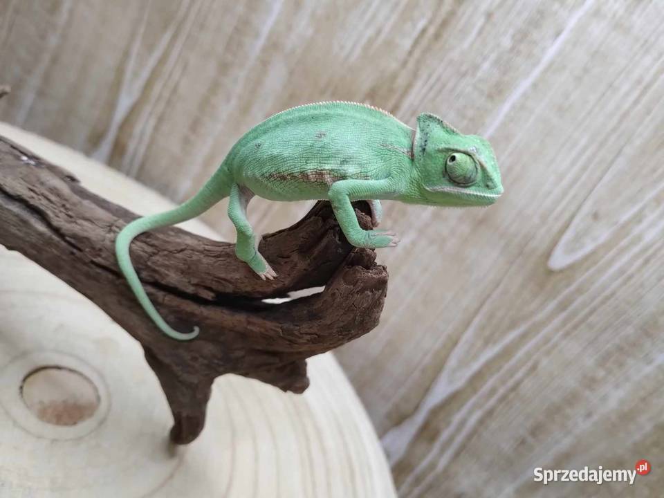 Kameleon Jemeński blue sprzedam