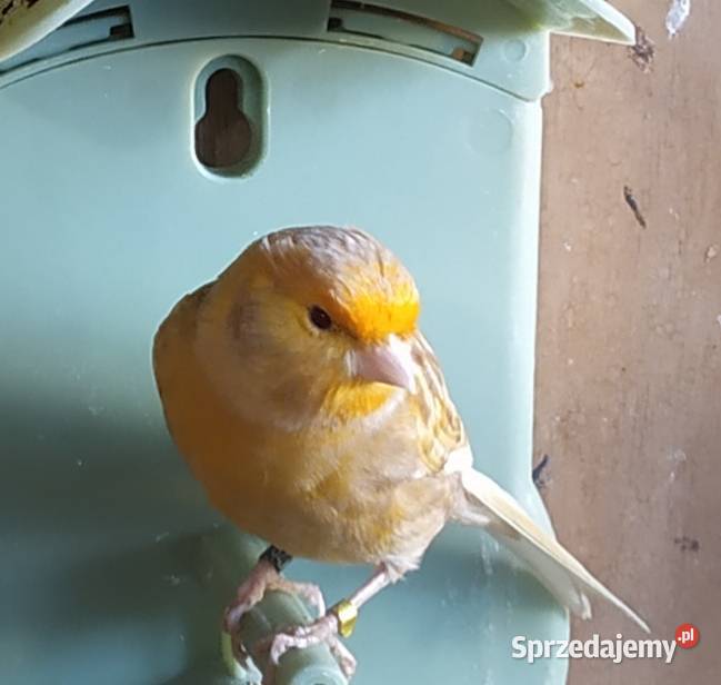 kanarek kanarki pheoszpaltytimbrado dolnośląskie
