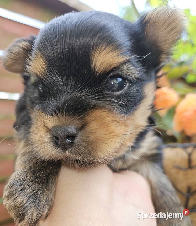 Yorkshire Terrier pies Somonino sprzedam