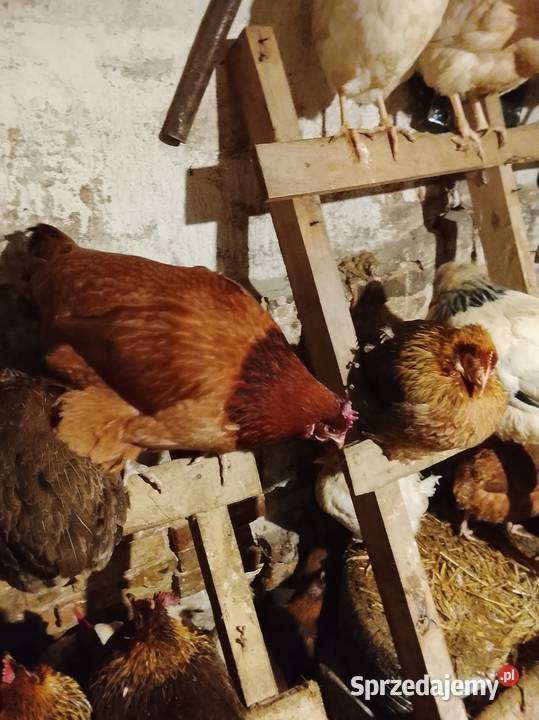 Kury nioski 30 tygodni rossa