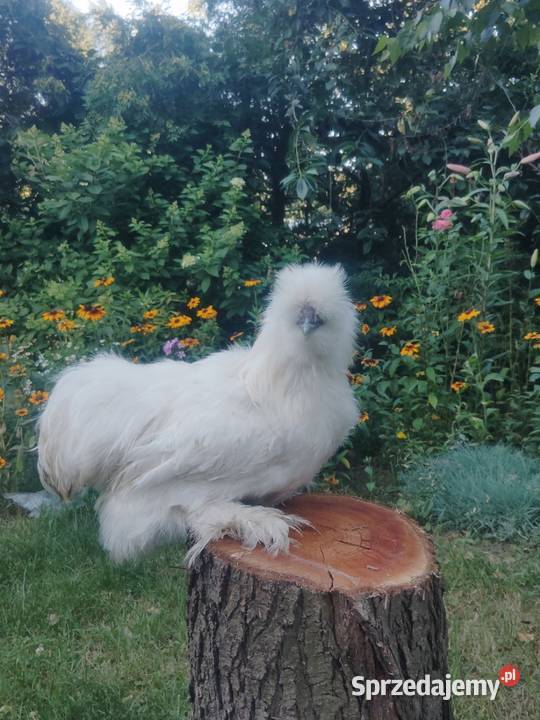 Sprzedam silki koguty Białobrzegi