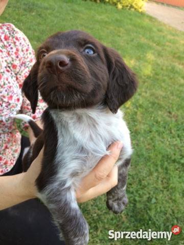 Mały Munsterlander Kazimierza Wielka sprzedam