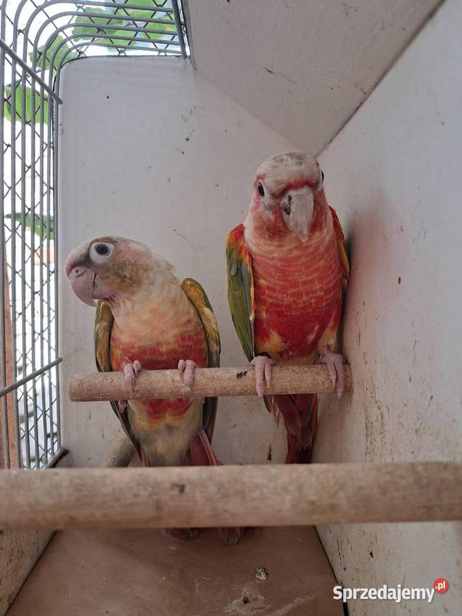 RudosterkaRudosterki Zwierzęta