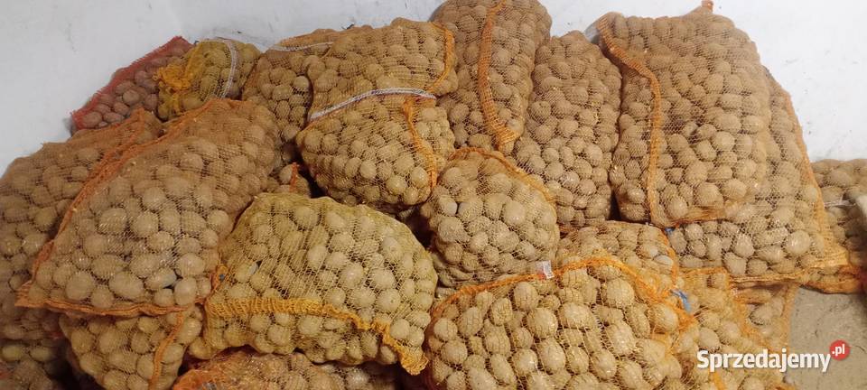 Ziemniaki sadzeniaki DENAR Odrzykoń