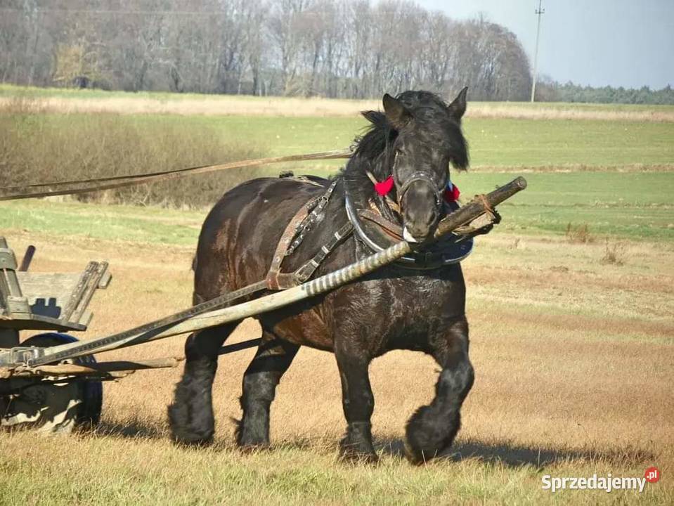Sprzedam klacz zimnokrwista Bonarówka sprzedam