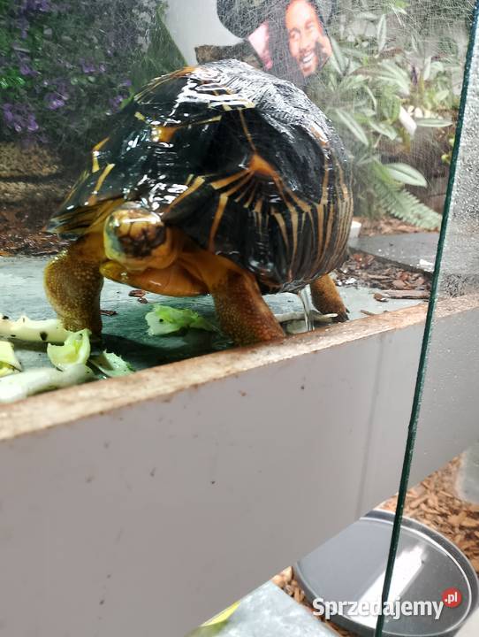 3 poziome terrarium z 2 żółwiami Promienistymi i Białystok