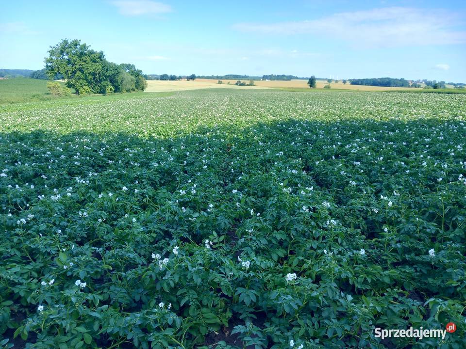 Ziemniaki jadalne Rośliny okopowe Otmuchów sprzedam