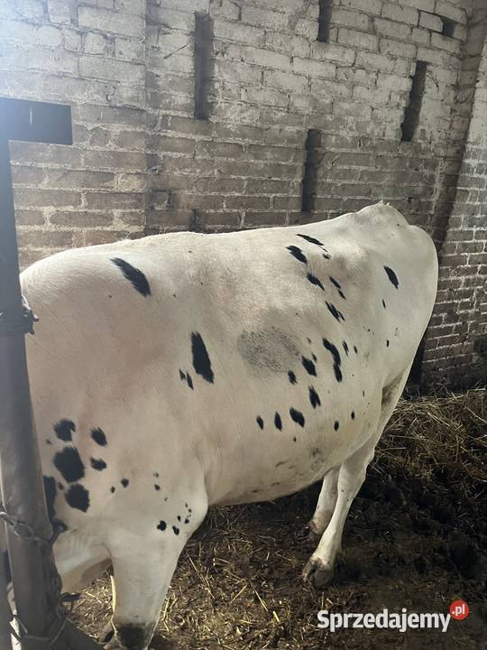 Jałówki wysokocielne mazowieckie