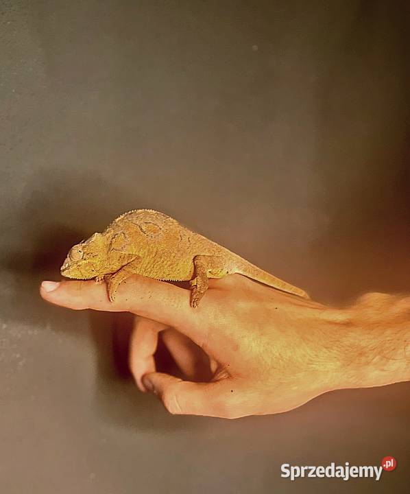 Kameleon lamparci samica ambilobe redblue bar sprzedam