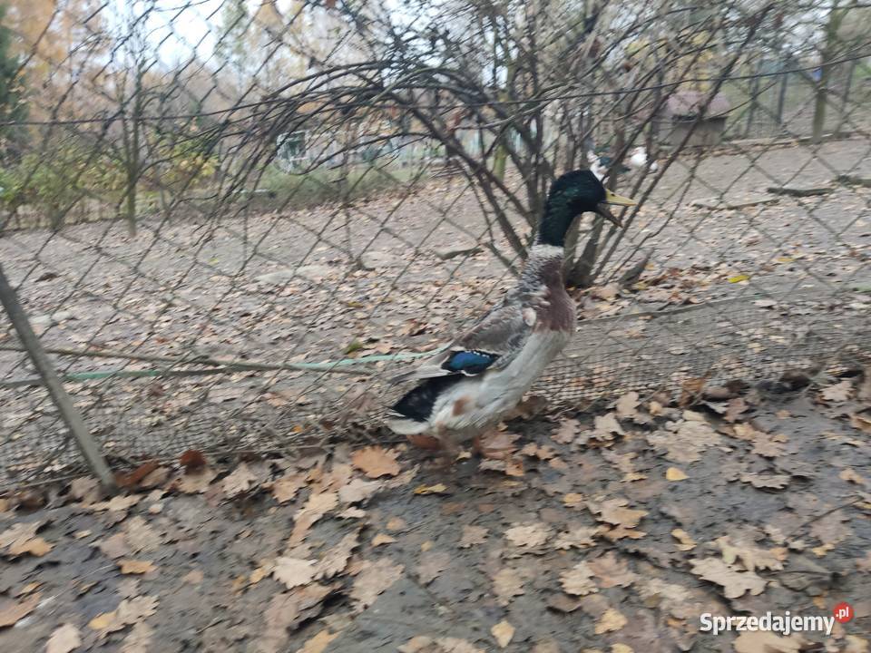 Biegus indyjski kaczuszki małopolskie